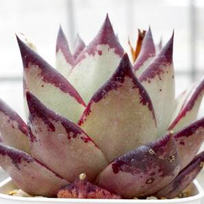 【人気種】エケベリア アガボイデス 'エボニー スーパークローン’ Echeveria agavoides 'Evony Super Clone' 多肉植物 自家繁殖苗の画像4