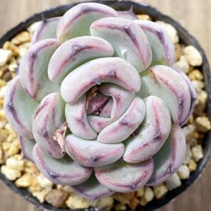 【極上品】エケベリア ミックスベリア ブルーベリームーン Echeveria 'Blueberry moon' 多肉植物 おらいさん 自家繁殖苗 の画像7