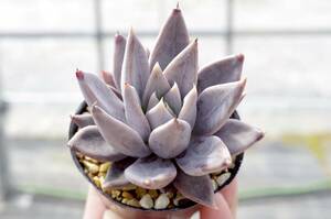 【原種】エケベリア クライギアナ チワワ Echeveria craigiana,chuahua 自家繁殖苗 ドイツ種子実生 