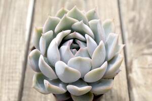 【極上品】エケベリア ミックスベリア プリンセスティアラ Echeveria 'Princess tiara' 多肉植物 おらいさん 自家繁殖苗