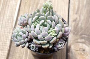 【人気】エケベリア ミックスベリア 小人の渚 Echeveria 'Kobitono_nagisa' 多肉植物 おらいさん 自家繁殖苗 群生 ※宅急便のみ