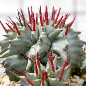 【実生選抜】ユーフォルビア ホリダ（ホワイトタイプ・仔吹き、選抜苗） Euphorbia horrida 実生苗 自家繁殖苗 未繁殖 の画像3