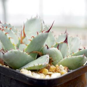 【レア種】アガベ パリー トランカータ 'ベッドオブネイルズ' Agave parryi var. truncata 'Bed of Nails' 自家繁殖苗 ※宅急便のみの画像3