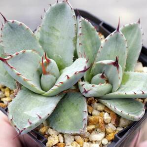 【レア種】アガベ パリー トランカータ 'ベッドオブネイルズ' Agave parryi var. truncata 'Bed of Nails' 自家繁殖苗 ※宅急便のみの画像5