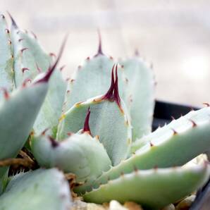 【レア種】アガベ パリー トランカータ 'ベッドオブネイルズ' Agave parryi var. truncata 'Bed of Nails' 自家繁殖苗 ※宅急便のみの画像6