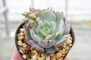 【実生】エケベリア リアル デ カトルス Echeveria sp Real de Catorce ドイツ種子 多肉植物 