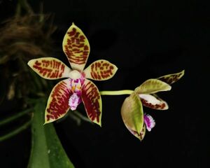 Phalaenopsis corningiana 1 希少な現地由来個体 原種洋蘭 野生ラン 第四種郵便速達可