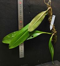 Bulbophyllum kubahense Kalimantan4 原種洋蘭 野生ラン 第四種郵便速達可_画像2