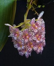 Bulbophyllum kubahense Kalimantan2 原種洋蘭 野生ラン 第四種郵便速達可_画像1