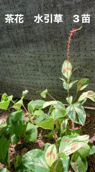 山野草　斑入り　水引草　赤　多年草　宿根草　茶花　和風の花　ドライフラワー　茶道　生花　フラワーアレンジメント　スワッグ　