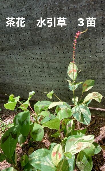 山野草　斑入り　水引草　赤　多年草　宿根草　茶花　和風の花　ドライフラワー　茶道　生花　フラワーアレンジメント　スワッグ