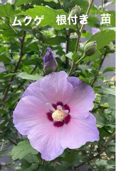 ムクゲ　苗　木槿　むくげ　ラベンダー色　うす紫の花　夏の花　茶花　花の苗　ガーデニング　園芸