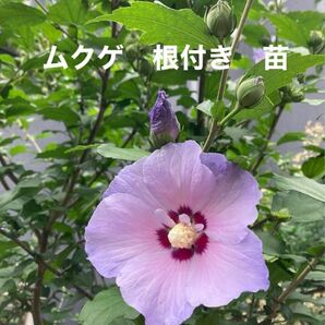 ムクゲ　苗　木槿　むくげ　ラベンダー色　うす紫の花　夏の花　茶花　花の苗　ガーデニング　園芸