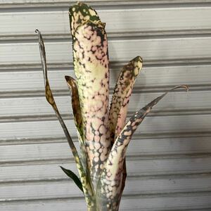 Billbergia ビルベルギア ストロベリーxドミンゴスマーティンズ