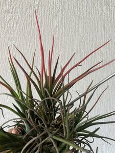 チランジア Tillandsia アルバ同士の交配種