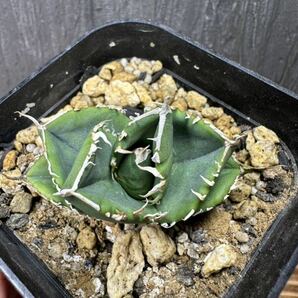 アガベ チタノタ 南アフリカダイヤモンド 子株 agave titanota South Africa Diamond ①の画像7