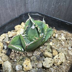 アガベ チタノタ 南アフリカダイヤモンド 子株 agave titanota South Africa Diamond ②の画像7