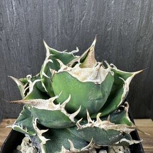 アガベ チタノタ 南アフリカダイヤモンド 子株 agave titanota South Africa Diamond ②の画像4