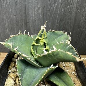 アガベ チタノタ イタリア産メリクロン子株 Agave titanota①の画像9