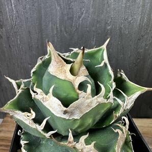 アガベ チタノタ 南アフリカダイヤモンド 子株 agave titanota South Africa Diamond ④の画像4