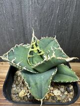 アガベ チタノタ イタリア産メリクロン子株 Agave titanota②_画像7