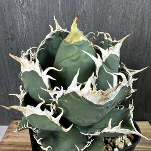 アガベ チタノタ イタリア産メリクロン子株 Agave titanota②の画像3