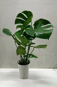 人気の観葉植物 しっかりしたモンステラ6号鉢