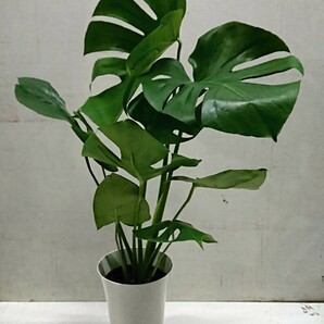 人気の観葉植物 しっかりしたモンステラ6号鉢の画像1