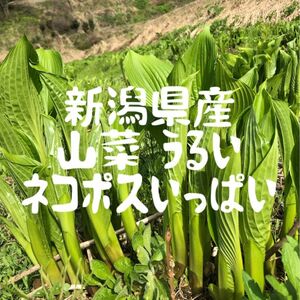 新潟県産　山菜うるい　ネコポスいっぱい　春の味覚