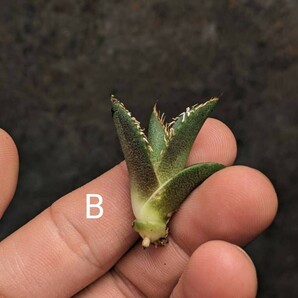 【 フィリグリー仔吹きタイプ PUP - B 微発根済み】 （圓葉拇指） アガベ チタノタ Agave filigreeの画像10