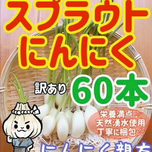 スプラウトにんにく　驚きの栄養価　発芽にんにく 60本　にんにく親方