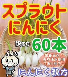 スプラウトにんにく　驚きの栄養価　発芽にんにく 60本　にんにく親方