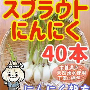 スプラウトにんにく　驚きの栄養価　発芽にんにく 40本　にんにく親方