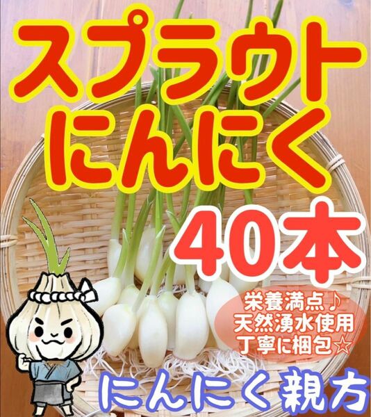 スプラウトにんにく　驚きの栄養価　発芽にんにく 40本　にんにく親方