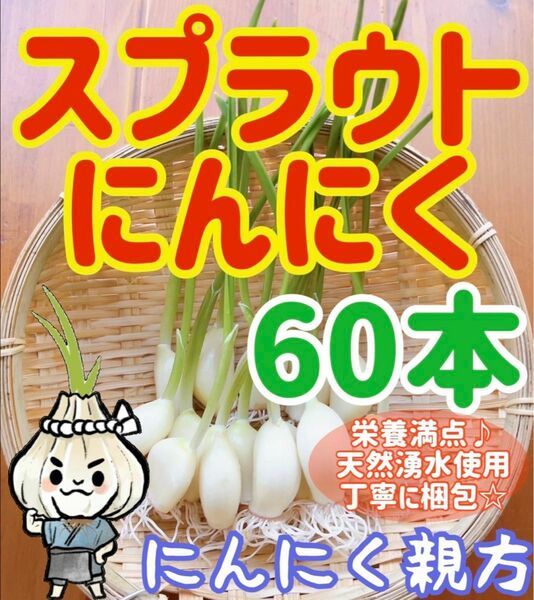 スプラウトにんにく　驚きの栄養価　発芽にんにく 60本　にんにく親方