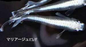 [30 piece +α] Mali a-jukising wide fins have . egg medaka very popular goods kind. [ Sakura block me Dakar ].... exhibit 