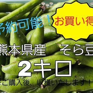 熊本県産　そら豆　60サイズ