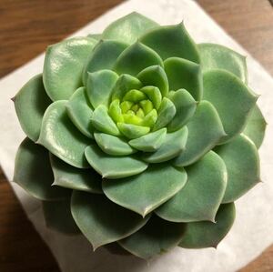 多肉植物 エケベリア レッドベルベット　カット苗大きめサイズ