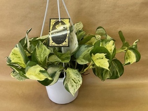  pothos stay tas5 number premium pothos . entering 