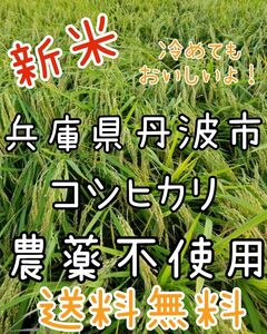 令和5年　兵庫県丹波産 農薬、除草剤不使用　新米コシヒカリ20キロ