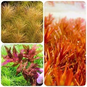 Водные растения устанавливают красные подводные листья без вредителей без пестицидов