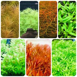  water plants set 7 kind underwater leaf less pesticide less . insect 