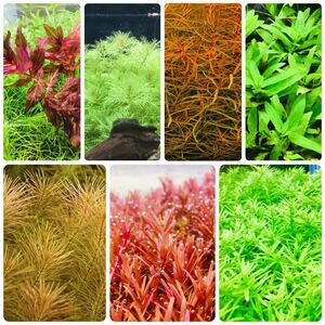  water plants set 7 kind underwater leaf less pesticide less . insect 