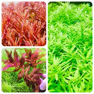  water plants set 3 kind underwater leaf less pesticide less . insect 