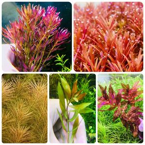  water plants set red series underwater leaf less pesticide less . insect 