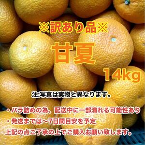 e5愛媛産甘夏 14kg〈訳あり家庭用〉