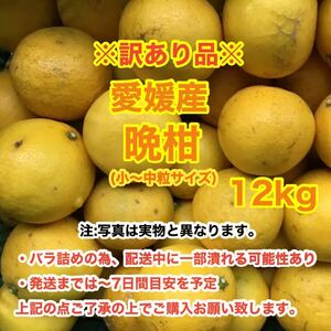 f20愛媛産晩柑 12kg〈訳あり家庭用〉