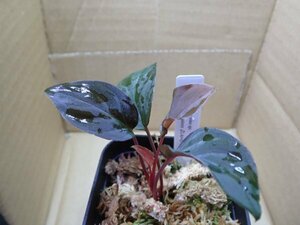 Homalomena sp. Solok sumatera LA0117-01 正規タグ付 ホマロメナ