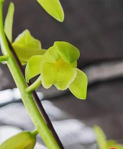 中国　一茎九華「秦嶺素」２本立ち 新芽付き 葉の長さ約42cm ｛春蘭、寒蘭、万年青、日本春蘭、中国春蘭、中国蘭、山野草 富貴蘭 ｝