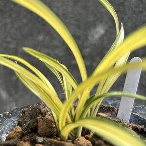 日本春蘭 中国春蘭 【 緑雲 中透芸】4本立 新芽付き 葉長約15cm【春蘭、寒蘭、長生蘭、万年青、中国蘭、山野草、東洋蘭】の画像5